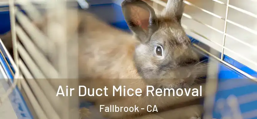  Air Duct Mice Removal Fallbrook - CA